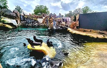 Seelöwen tummeln sich im neuen Wasserbecken in Feuerland im Zoo Leipzig