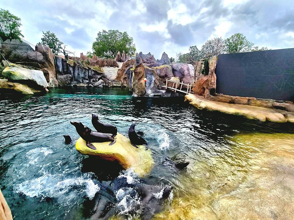 Seelöwen tummeln sich im neuen Wasserbecken in Feuerland im Zoo Leipzig