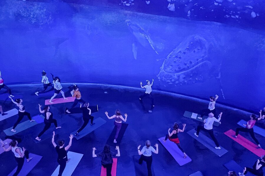 Yogalehrerin Carla Senf in einer Yogapose im Panorama ANTARKTIS.