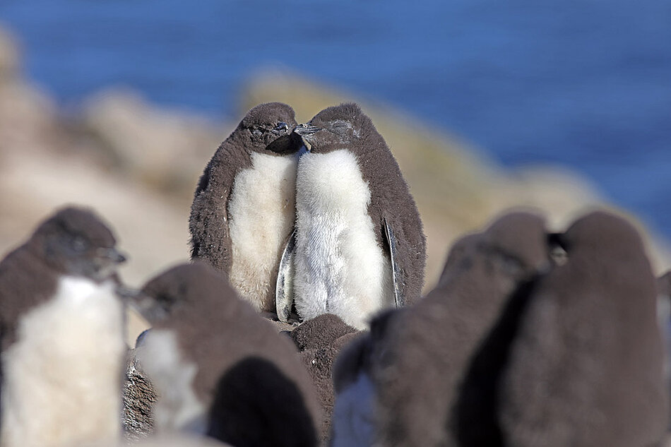 Zwei Pinguinbabies kuscheln sich inmitten einer Pinguinkolonie aneinander.